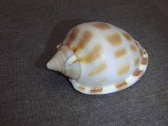 Phalium areola