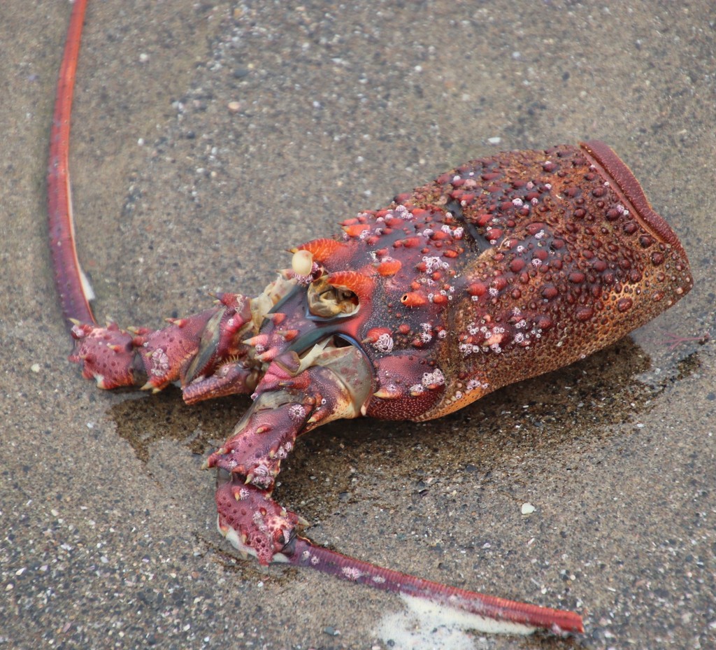 Panulirus homarus rubellus