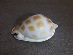 Phalium areola