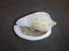 Phalium areola