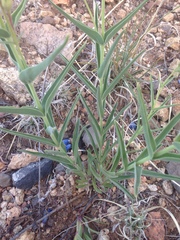Penstemon dasyphyllus