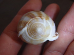 Phalium areola