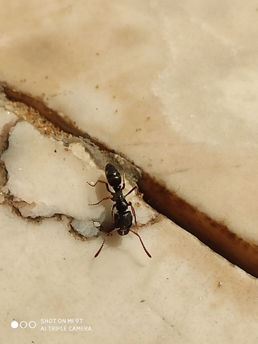Photo of Samsum Ant (Brachyponera sennaarensis)