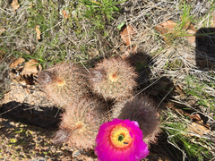 Echinocereus reichenbachii baileyi
