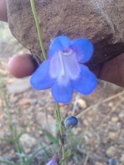 Penstemon dasyphyllus