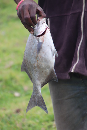 Neoscorpis lithophilus