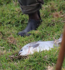 Neoscorpis lithophilus