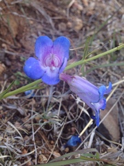 Penstemon dasyphyllus