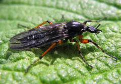 Bibio xanthopus