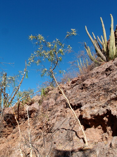 Image of Mariosousa heterophylla by (c) Sue Carnahan, some rights reserved (CC BY)