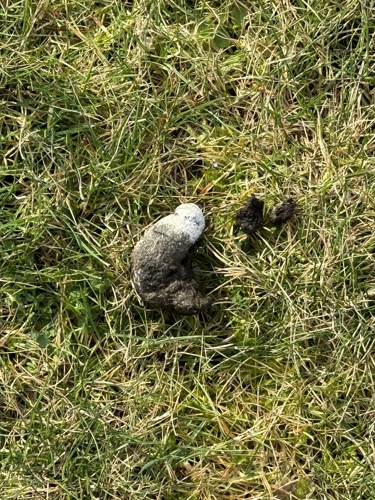 Canada Goose From Hammond Bay Rd Nanaimo BC CA On January 15 2024 canada-goose-from-hammond-bay-rd-nanaimo-bc-ca-on-january-15-2024