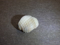Nassarius conoidalis