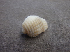 Nassarius conoidalis