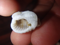 Nassarius conoidalis