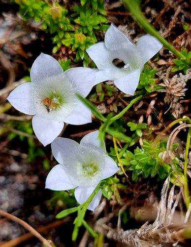 Alpine Bell (Roella divina)