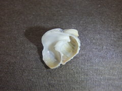 Nassarius conoidalis
