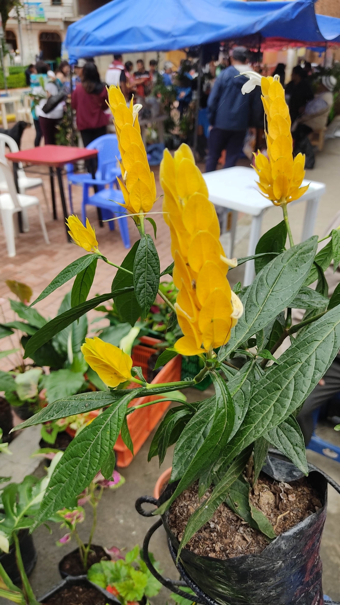 Imagem de Língua-de-sogra