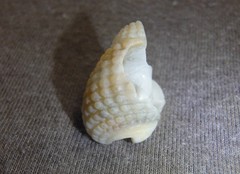 Nassarius conoidalis
