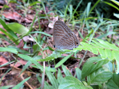 Jamides alecto dromicus