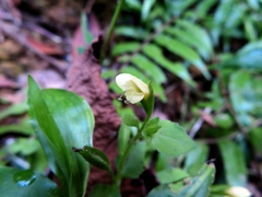 Torenia flava