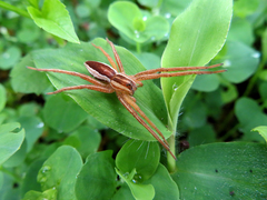 Dolomedes sulfureus