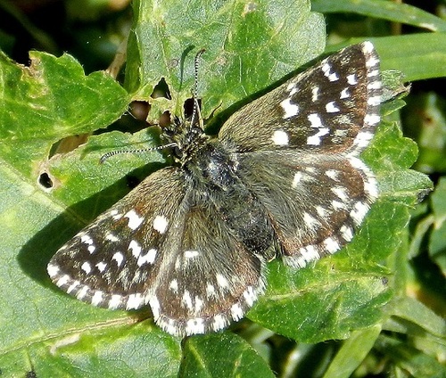 Southern Grizzled Skipper