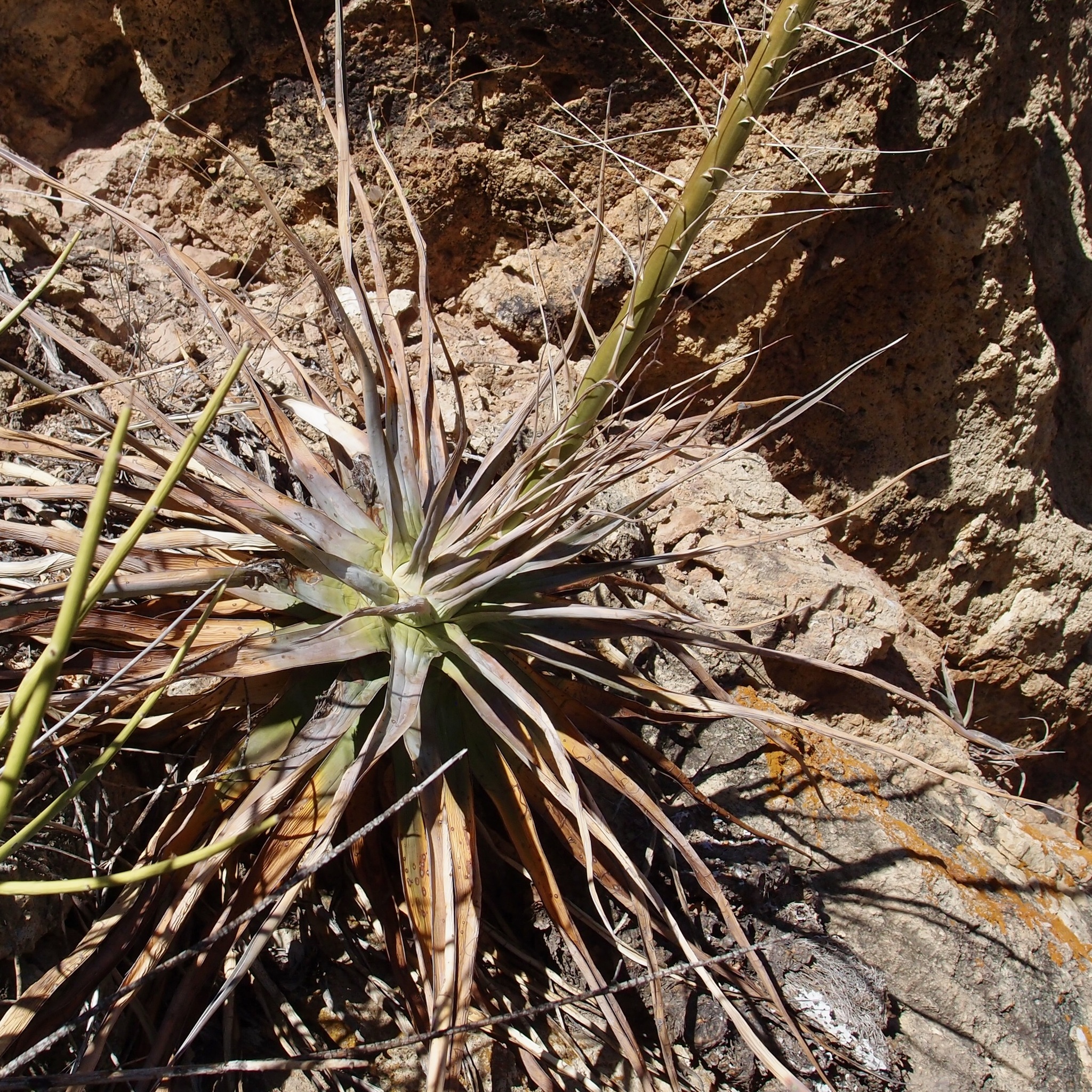 Agave colimana Gentry 5