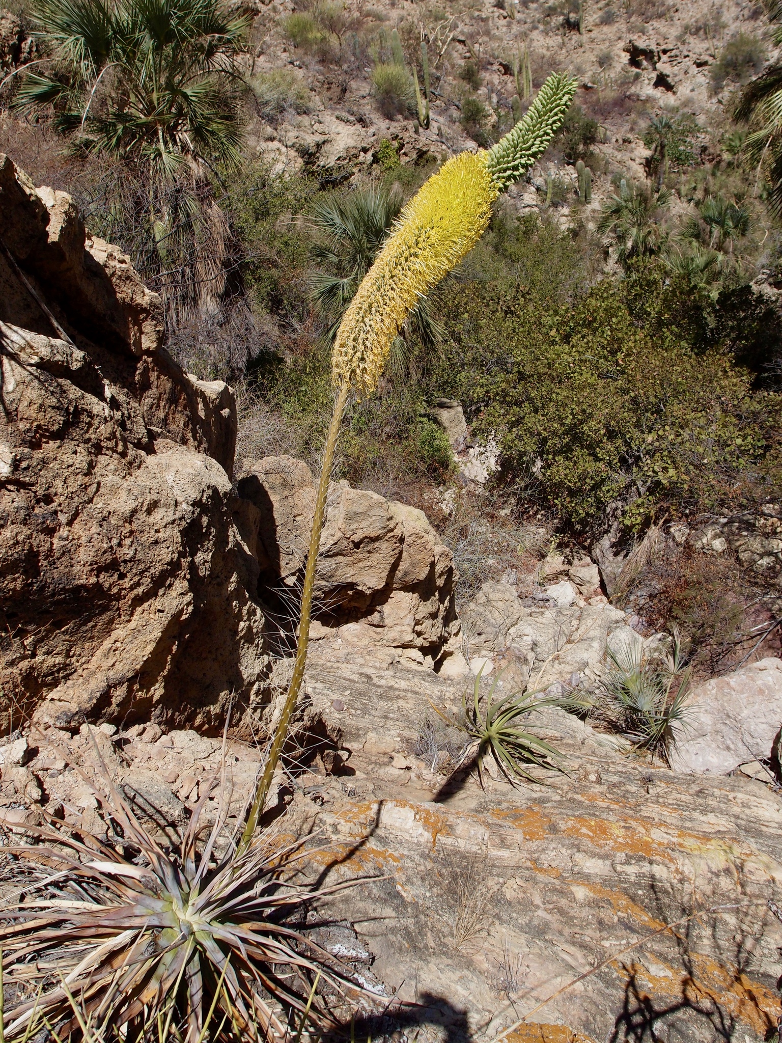 Agave colimana Gentry 4