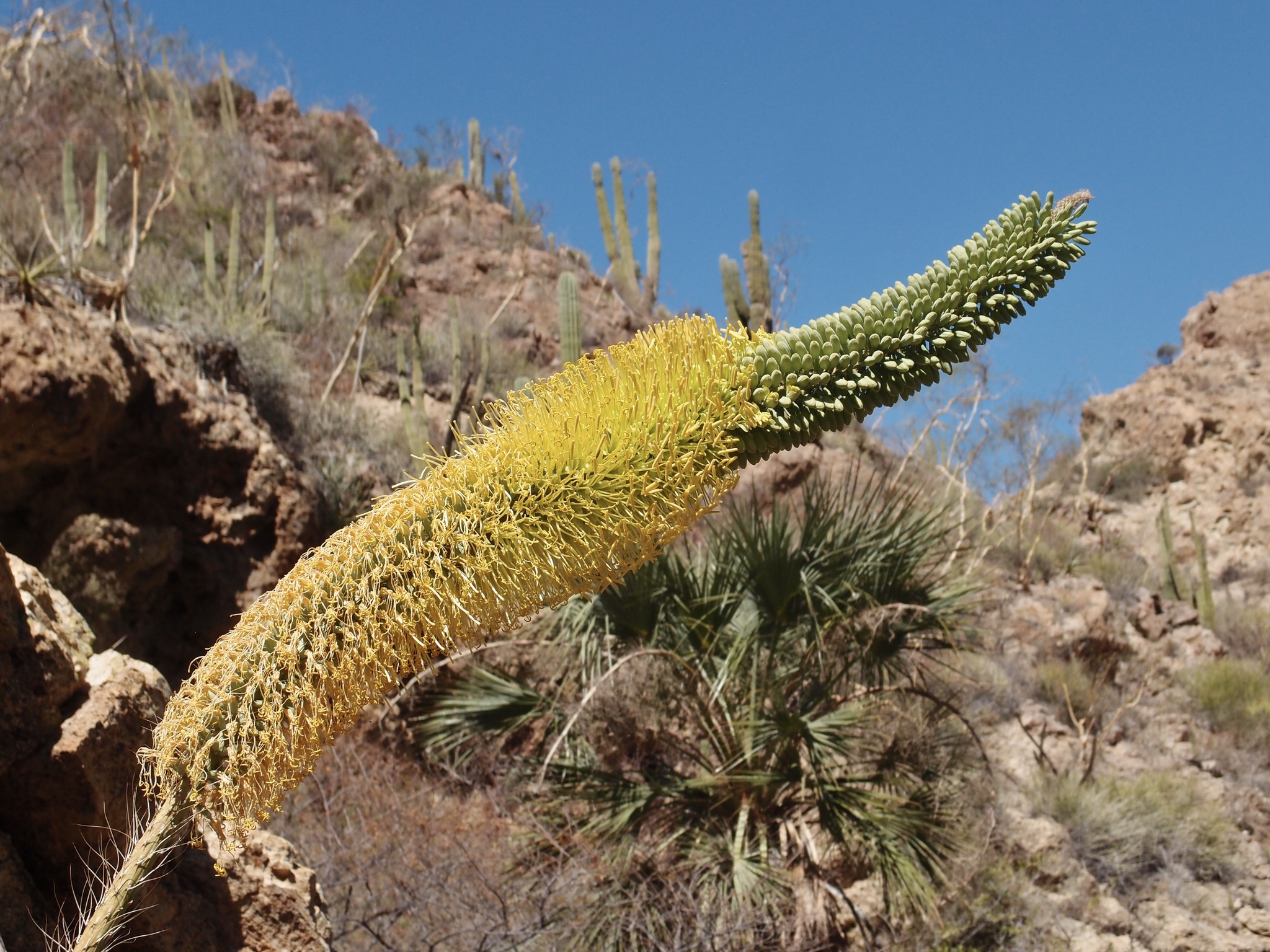 Agave colimana Gentry 6