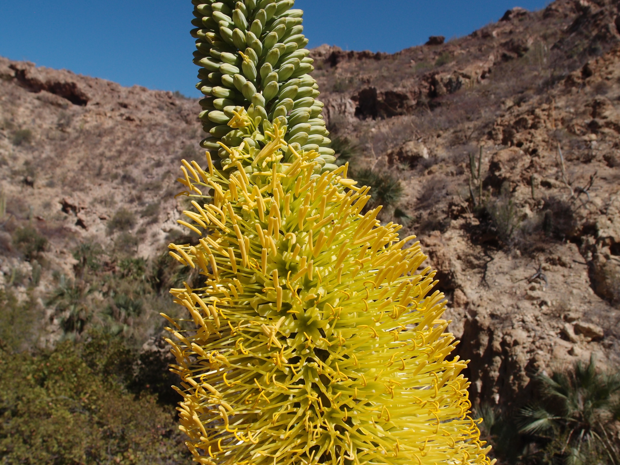 Agave colimana Gentry 7