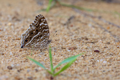 Junonia rhadama