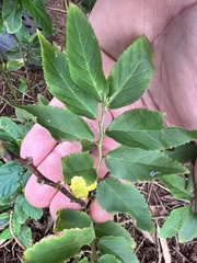 Sida planicaulis