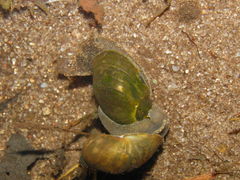 Ampullaceana balthica
