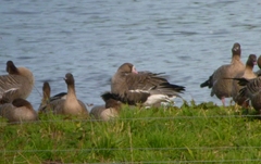 Anser albifrons albifrons