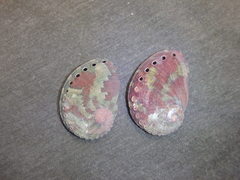 Haliotis coccoradiata