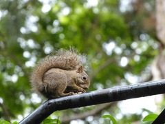 Sciurus aestuans ingrami