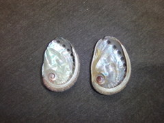 Haliotis coccoradiata