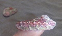 Haliotis coccoradiata