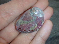 Haliotis coccoradiata