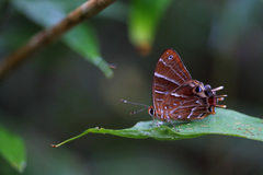 Saribia