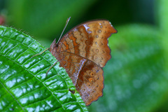 Junonia goudotii