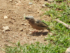 Pseudonigrita arnaudi