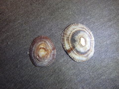 Siphonaria funiculata