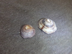 Siphonaria funiculata