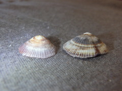 Siphonaria funiculata