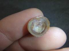 Siphonaria funiculata