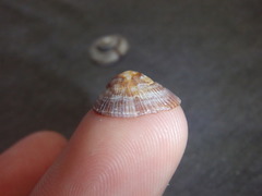 Siphonaria funiculata