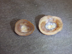 Siphonaria funiculata