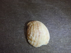 Bostrycapulus pritzkeri