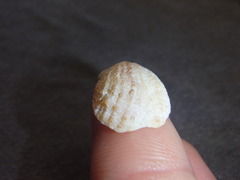 Bostrycapulus pritzkeri